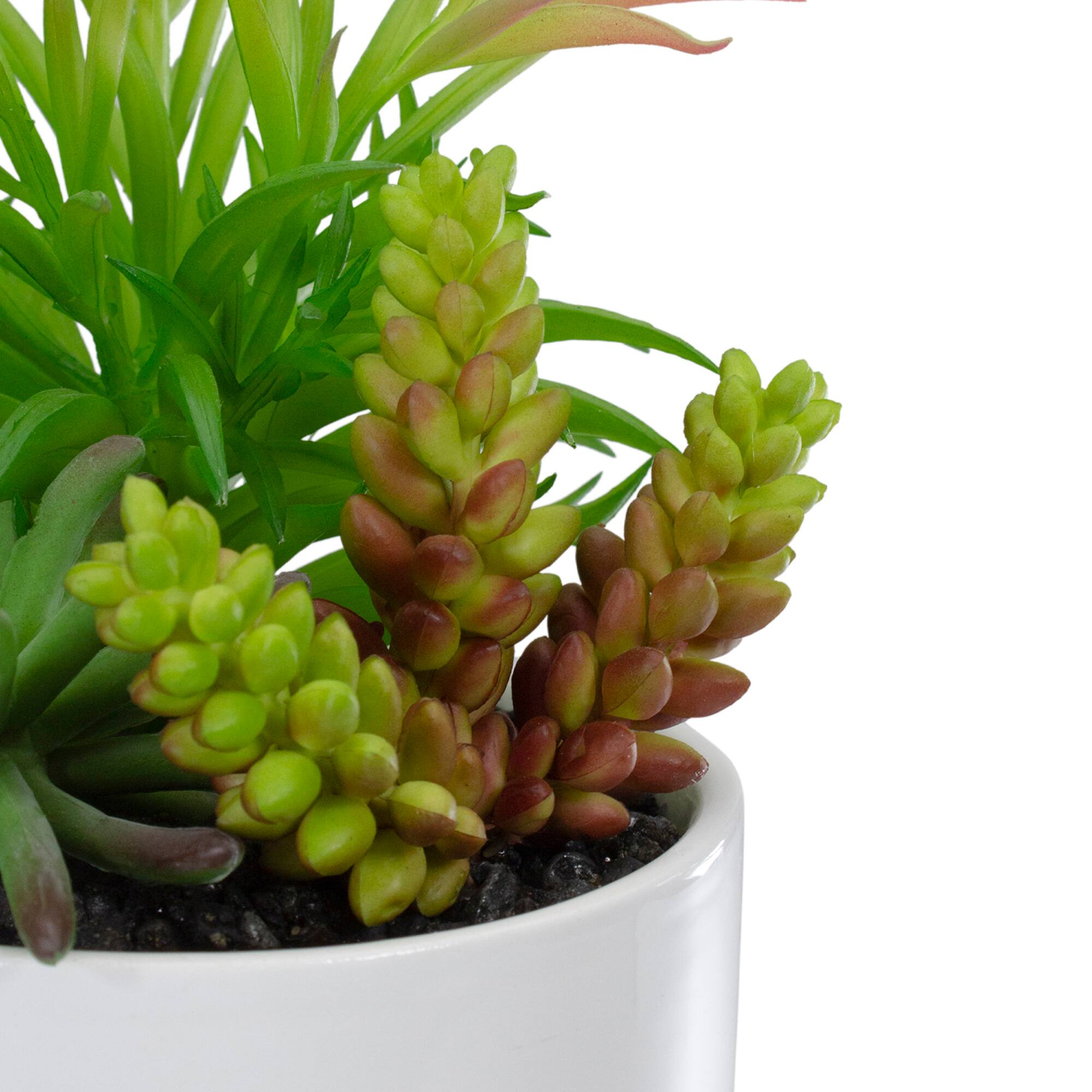 9" Succulent Arrangement in White Ceramic Pot